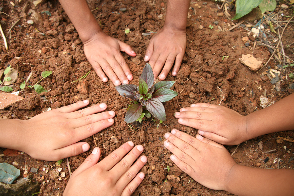 Children plant seedling plant in garden.  Environmental conservation.